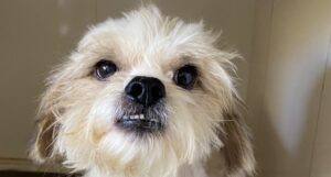 Mulher é presa por maus-tratos a cachorro no PR