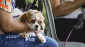 Castração gratuita de cães e gatos em Curitiba: como agendar